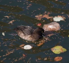 朝からカモの人(大阪城公園・2025.12.13) その2