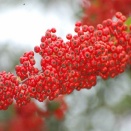 ★ファの音の崩るハモニカ谿紅葉