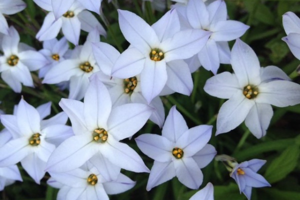 カムとキクタンの大満足時代 星