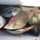 １１月１５・１６日の釣果写真