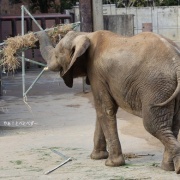 クリスマスリースのプレゼント　（２）