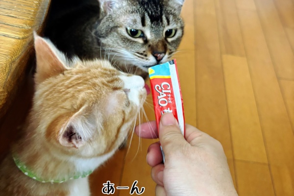 猫とお酒と日々のこと Powered by ライブドアブログ