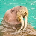 セイウチ