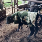 ちゅら島発 モーモーとおしゃべり