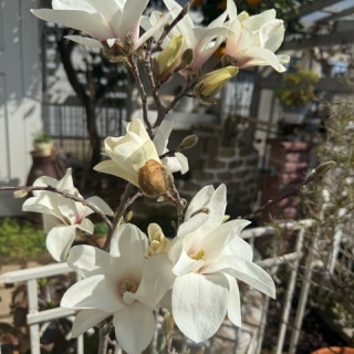 のばらのガーデニングブログ　Hana and Rose Garden+