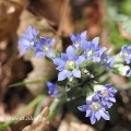 溜池の花