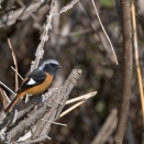 ジョビ男君独占