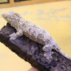 爬虫類クラブJ新潟店