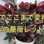 タガメとタナゴ、ちょっと家庭菜園のblog