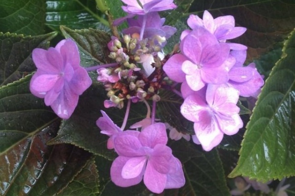 カムとキクタンの大満足時代 花色