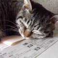 飼い猫がなくなりました。