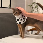わか坊、ネックカラーの練習をする