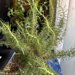 ワハハ本舗シェフ米山の『おいしい生活』