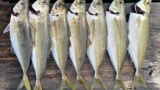 【悲報】釣りに関する調べものをしただけで釣りに飽きてしまう