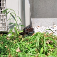 ついに雑草までぐったりする今夏の猛暑っぷりに驚愕する