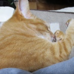 だいちゃんとはなちゃんの猫日記