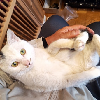 プン！　二十六日目