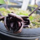 コシノカンアオイとフクエジマカンアオイ