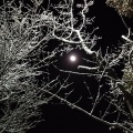 枝雪に月