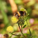 11月07日の昆虫観察　豊川市平尾