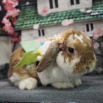 うさぎのWONDERLANDグルーミングフォト