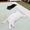 Megさんのお当番日記『巻き込まれ事故』。