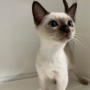 お店のネコちゃん紹介🐈