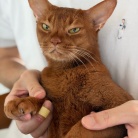 朝ごはん中の飼い主を後ろからチョイチョイして抱っこに成功し、満足げなひめちゃん