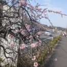 梅は咲いたか、桜は未だかいな。