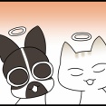 保護猫どうですかお姉さん来襲！