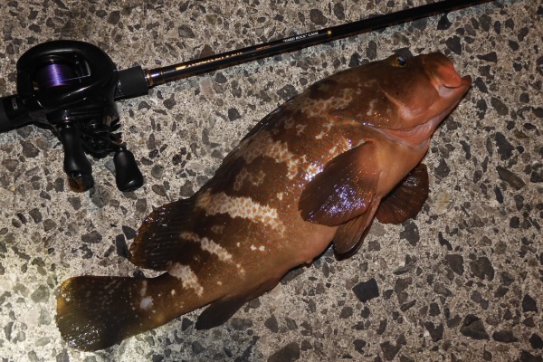24style - メバル
