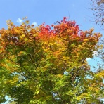 長内工房～森のメッセンジャーのときど記～