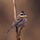 『投稿：野鳥写真家に大人気のミヤマホオジロ　2023/03/24』の画像