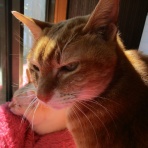 だいちゃんとはなちゃんの猫日記