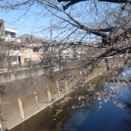 桜を探して ２０２６（板橋区）デ・ラ・ナチュール