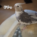 フカフカに乗るクスィー