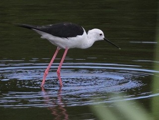2025年7月18日の野鳥公園