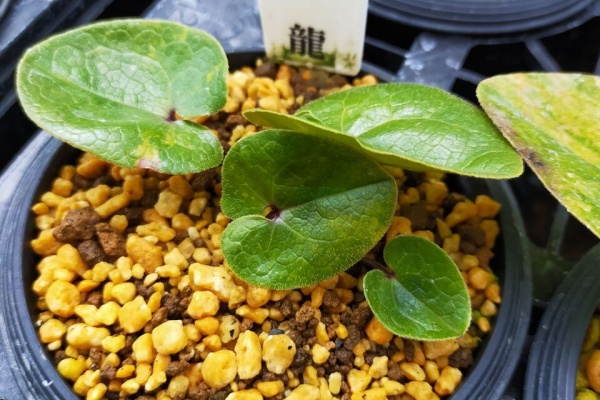 カンアオイに魅せられて！！ - 2024年03月