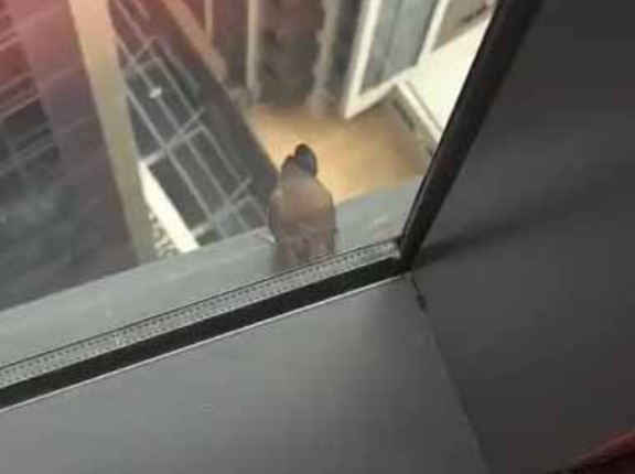 【カッコいい】 高層マンションの窓の外に1羽の鳥がとまっていた → こうなります…
