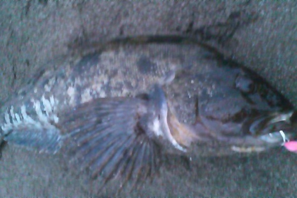 ｍｅｇａｆｉｓｈイーアス札幌店のブログ エンドウクラフト