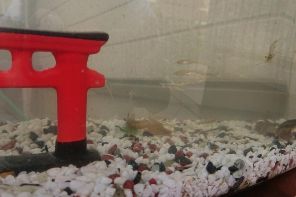 パスワード認証