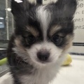 ポメチー☆