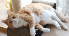 日光浴後の猫。