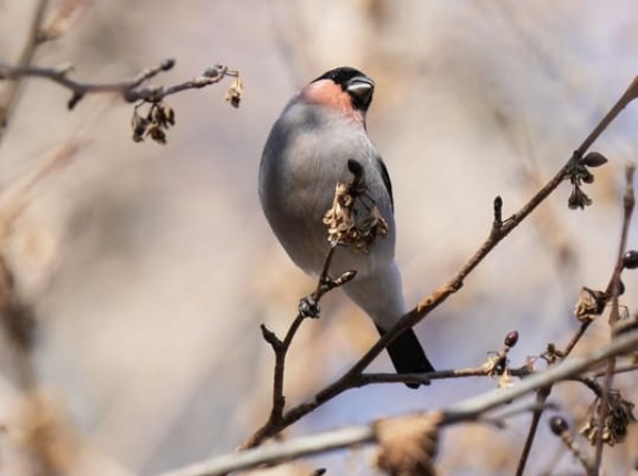 おんJでちょこちょこ野鳥スレ立ててる者やけど