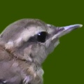 ヤブサメ
