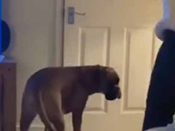 犬がトイレに行こうとする。気づいたお母さんがドアを開けてあげる → 犬、策士です…