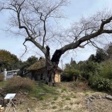 『【羽茂】「法乗坊のエドヒガン」の里帰り』の画像