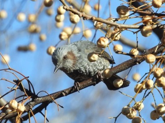 2026年1月25日の野鳥公園