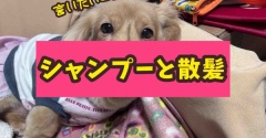 ５ワンもいると…。