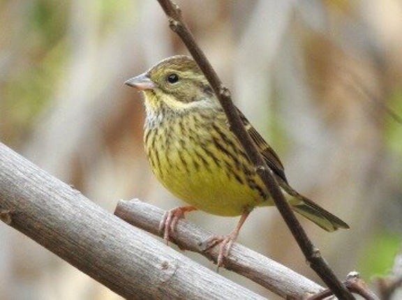 2025年12月9日の野鳥公園